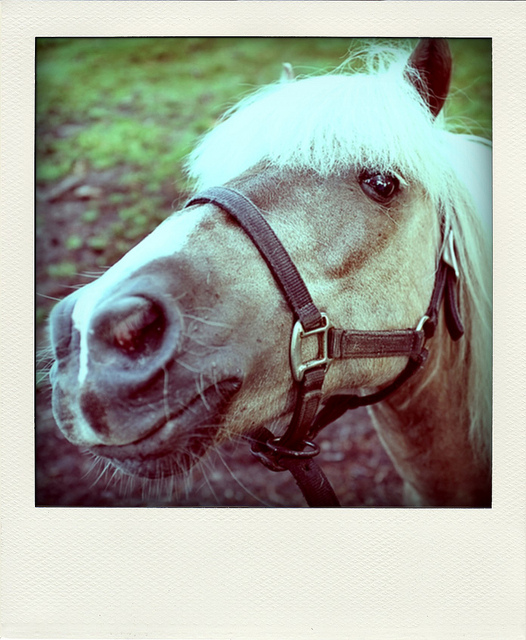 Poladroid