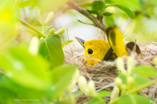 Building Her Nest