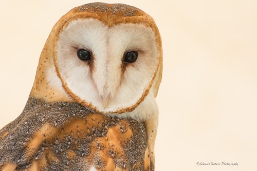 Heart-shaped Face ©Sheen's Nature Photography