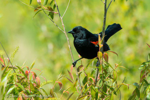 Red-Winged Blackbird poses for his visitors. ©Sheen's Nature Photography