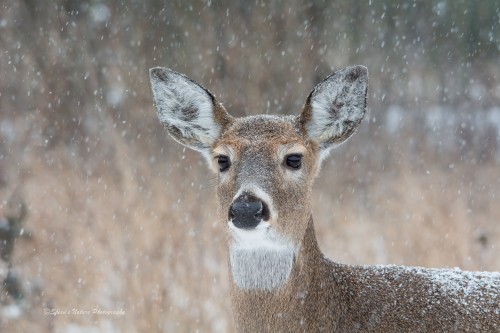 A Dear Deer