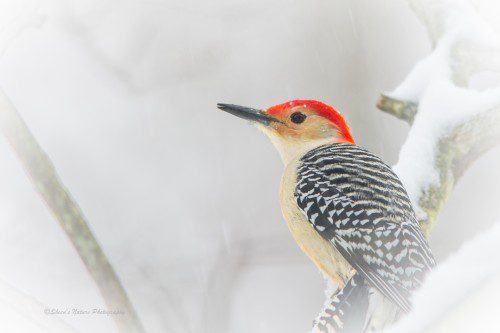 Winter Birding Beauty ©Sheen's Nature Photography