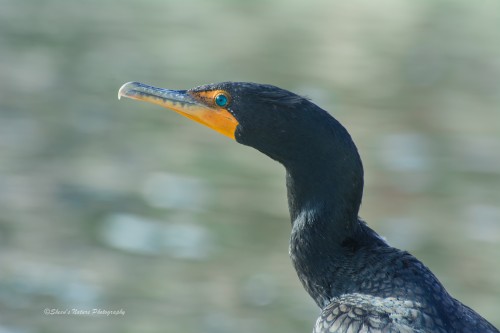 Prehistoric Features: Cormorant ©Sheen's Nature Photography 