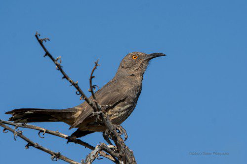 Bright Eyed Thrasher