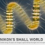 nikon small world