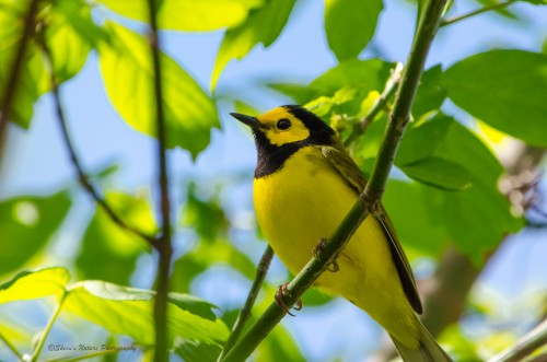 Hooded Warbler