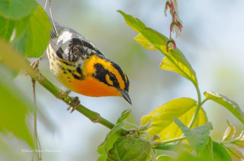 Blackburnian Warbler at Magee Marsh