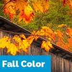fall color
