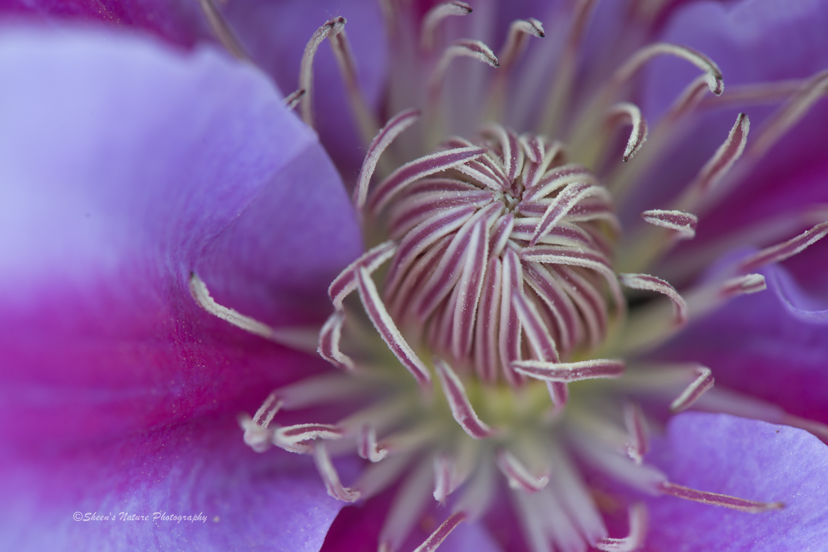 Lavender Wings by ©Sheen's Nature Photography