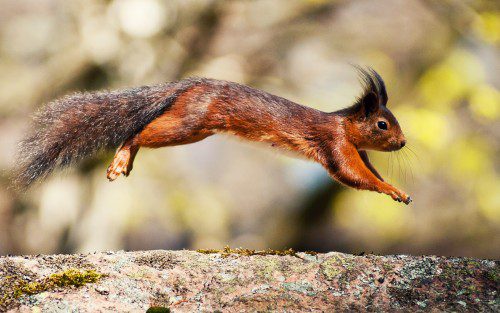 a red and black squirrel