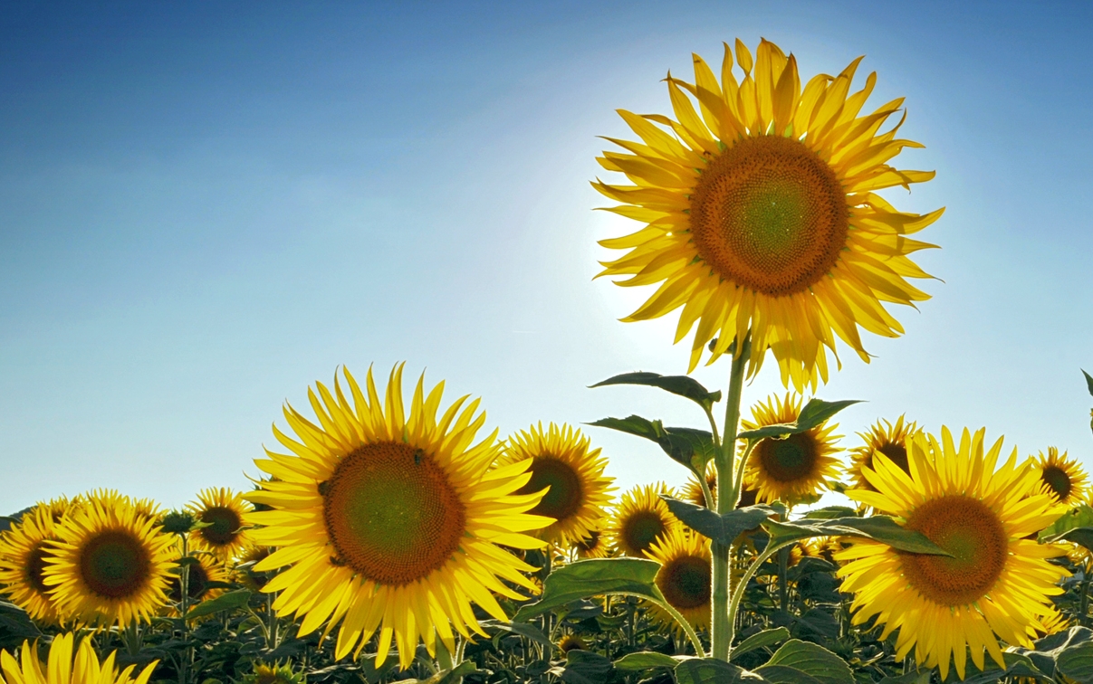 19 Sunflower Photos to Brighten Up Your Day Light Stalking