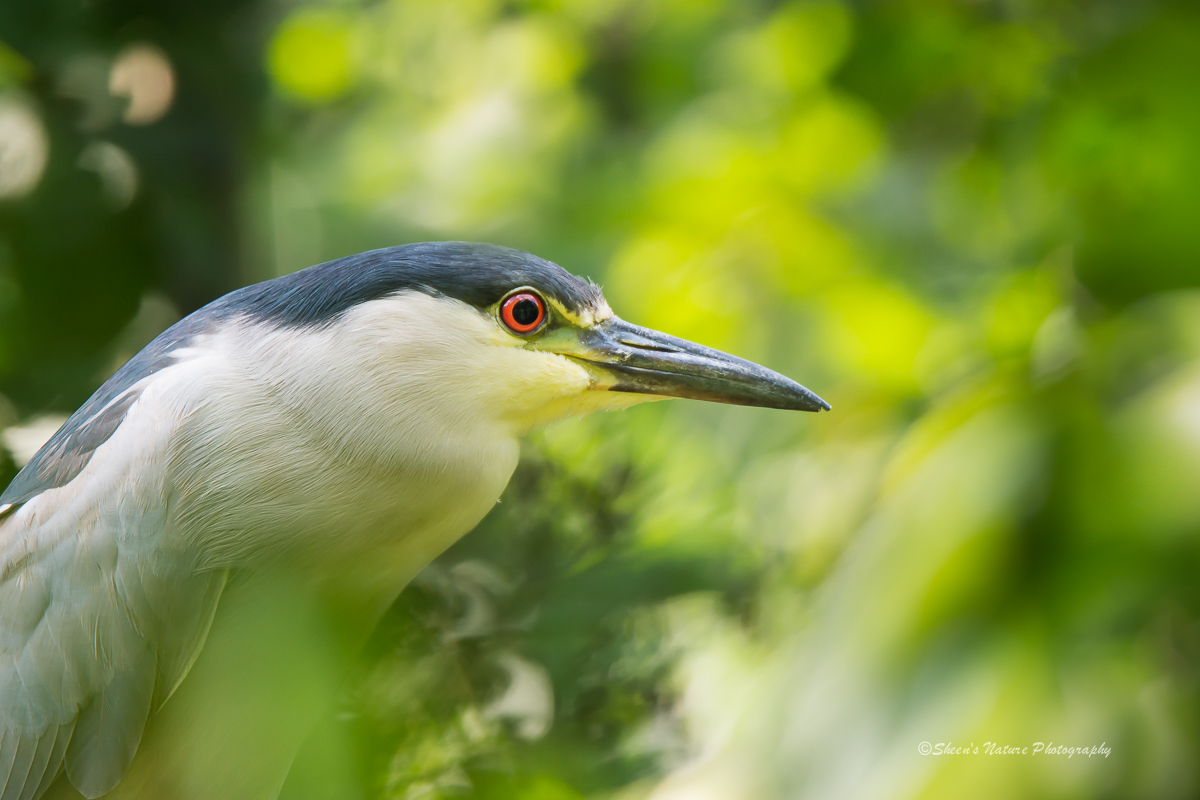 Black-crowned Night Heron