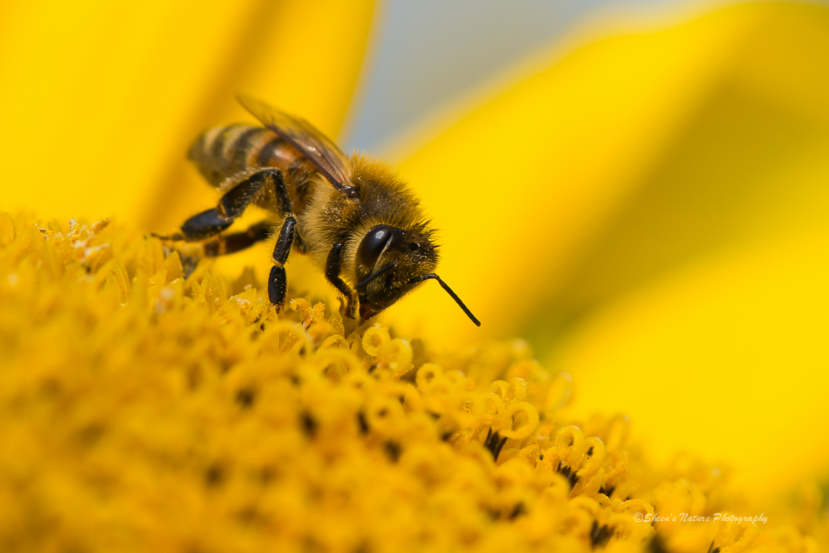 Sweet Honey-Bee ©Sheen's Nature Photography