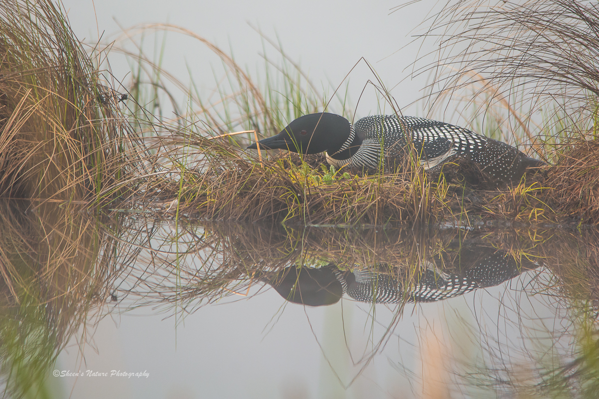 Loon in the Mist....©Sheen's Nature Photography