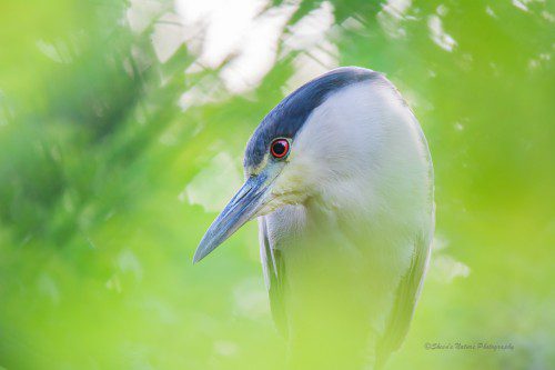 Red eye on you ©Sheen's Nature Photography