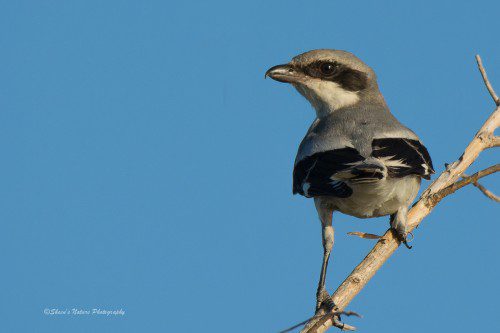 Shrike! ©Sheen's Nature Photography