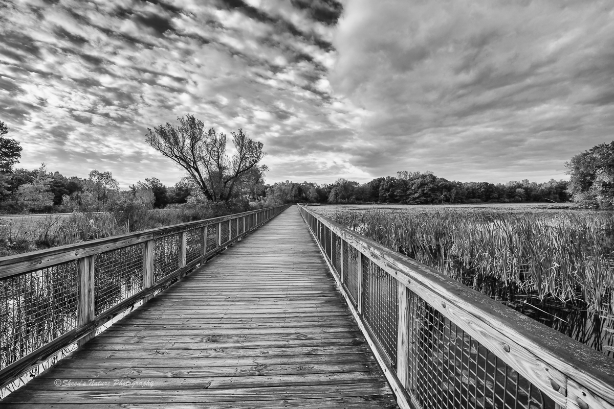 Fall Walk in Black and White