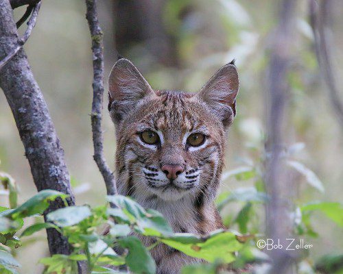 IMG_9630-LS-bobcat-bob-zeller