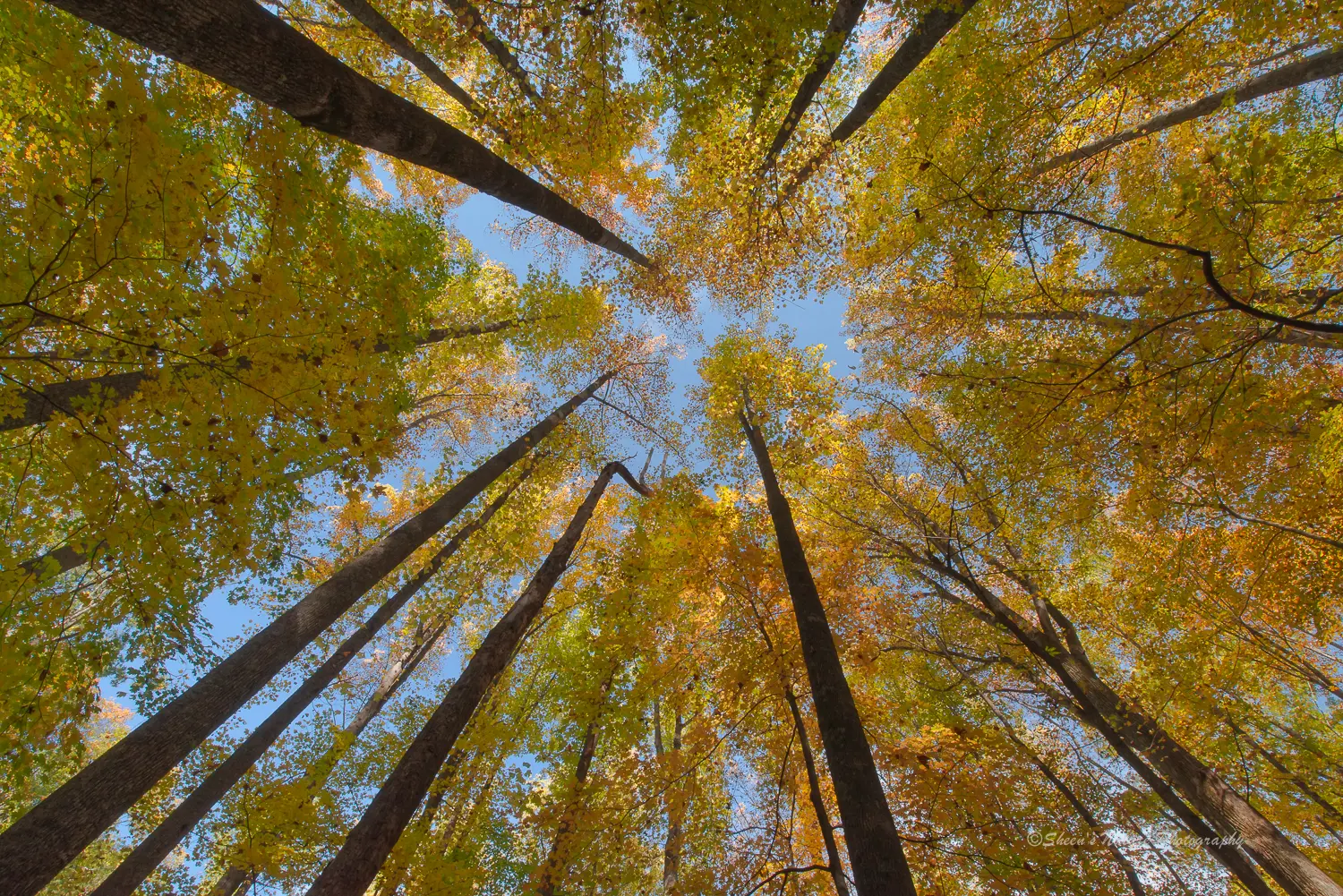 Fall Kaleidoscope by ©Sheen's Nature Photography
