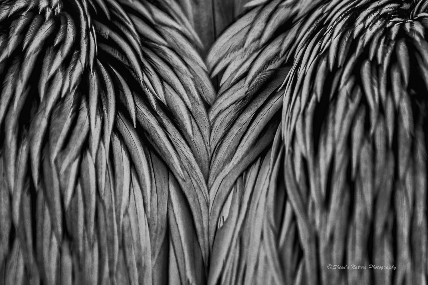 Pelican's wings by ©Sheen's Nature Photography