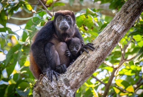 Howler Monkey 2