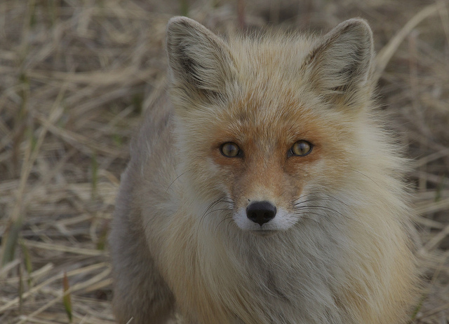 Alaska Red Fox (Vulpes vulpes)