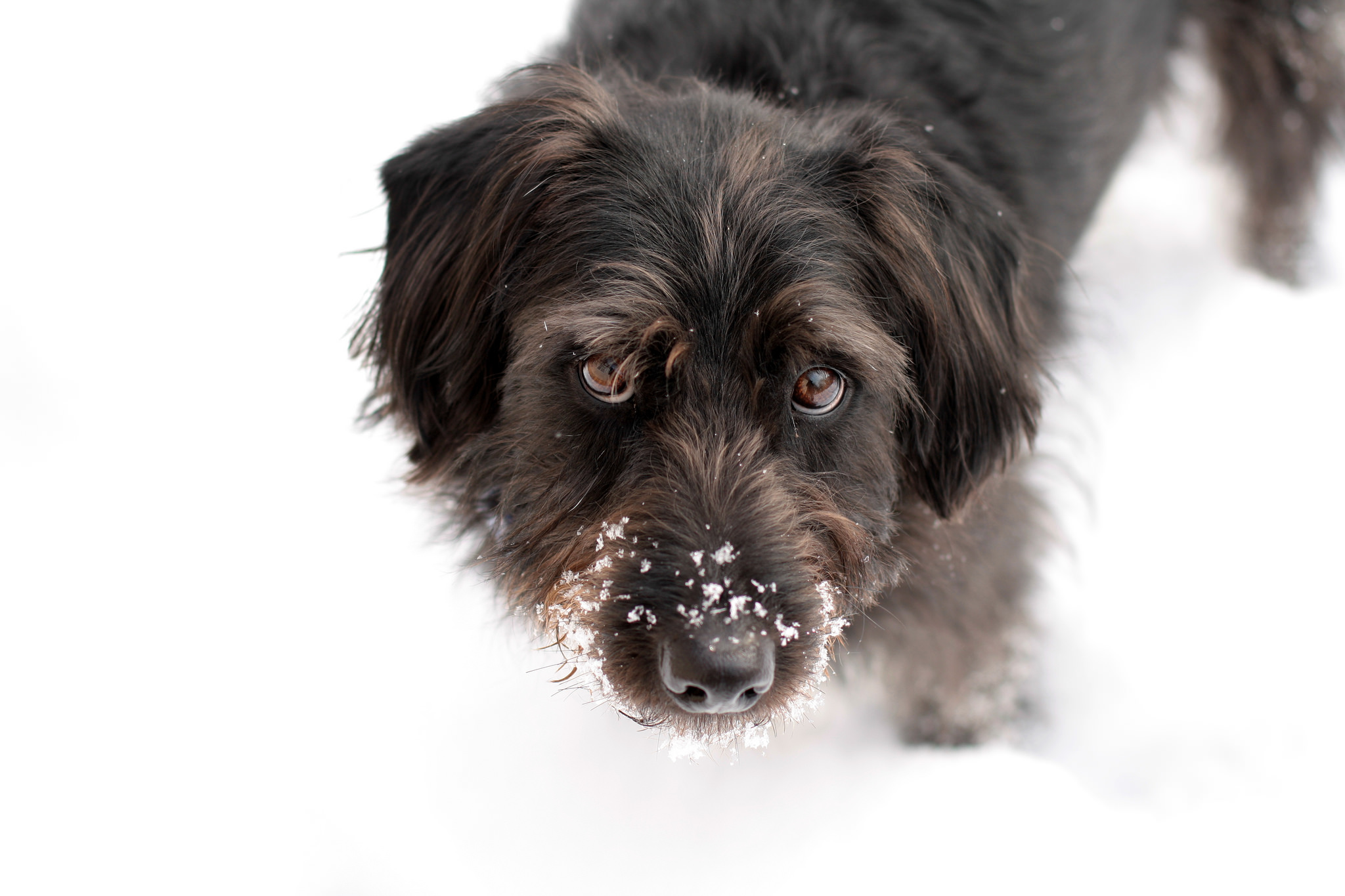 Combat blue looking snow by slightly overexposing--even if the snow is a little overexposed, it will still look like snow. Snowy Charlie by Clarice