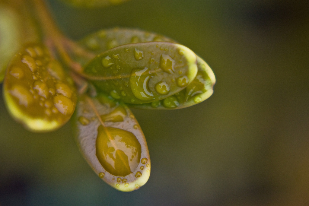 Rain drops make beautiful photos, see if you can find some with interesting reflections in them! Rain Drops by Daphne Roberts