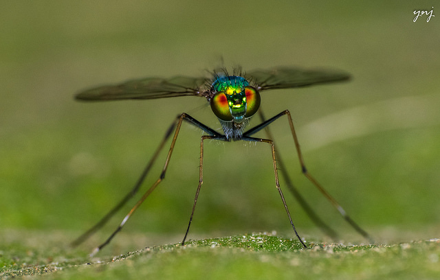 Long Legged Fly