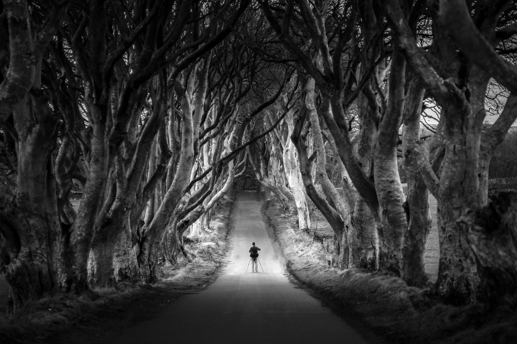 The photographer at the Dark Hedges, Northern Ireland by Giuseppe Milo 