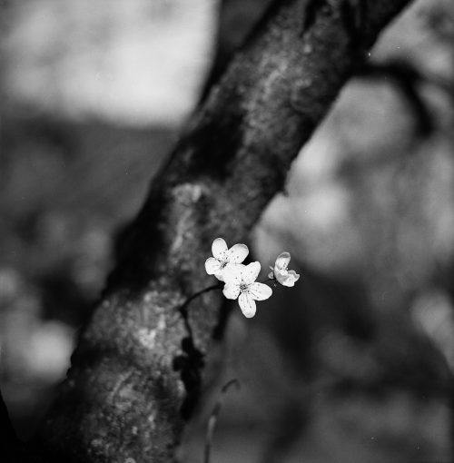 plum-blossom-1308481_1920