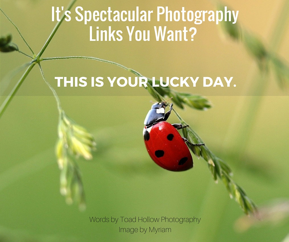 It's Spectacular Photography Links You Want- This Is Your Lucky Day.