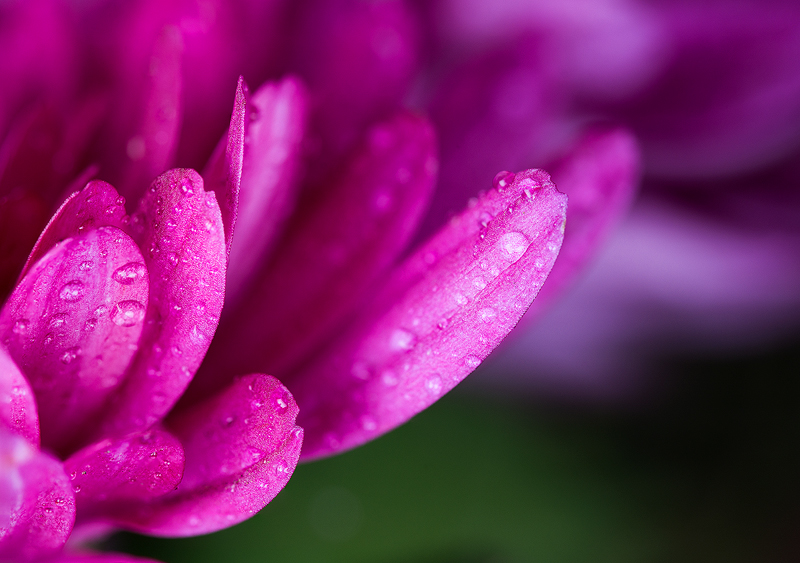 Pink-Chrysanthemum-focus-stacked