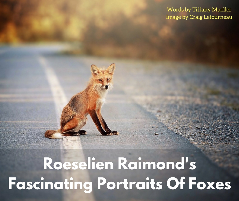 Portraits Of Foxes