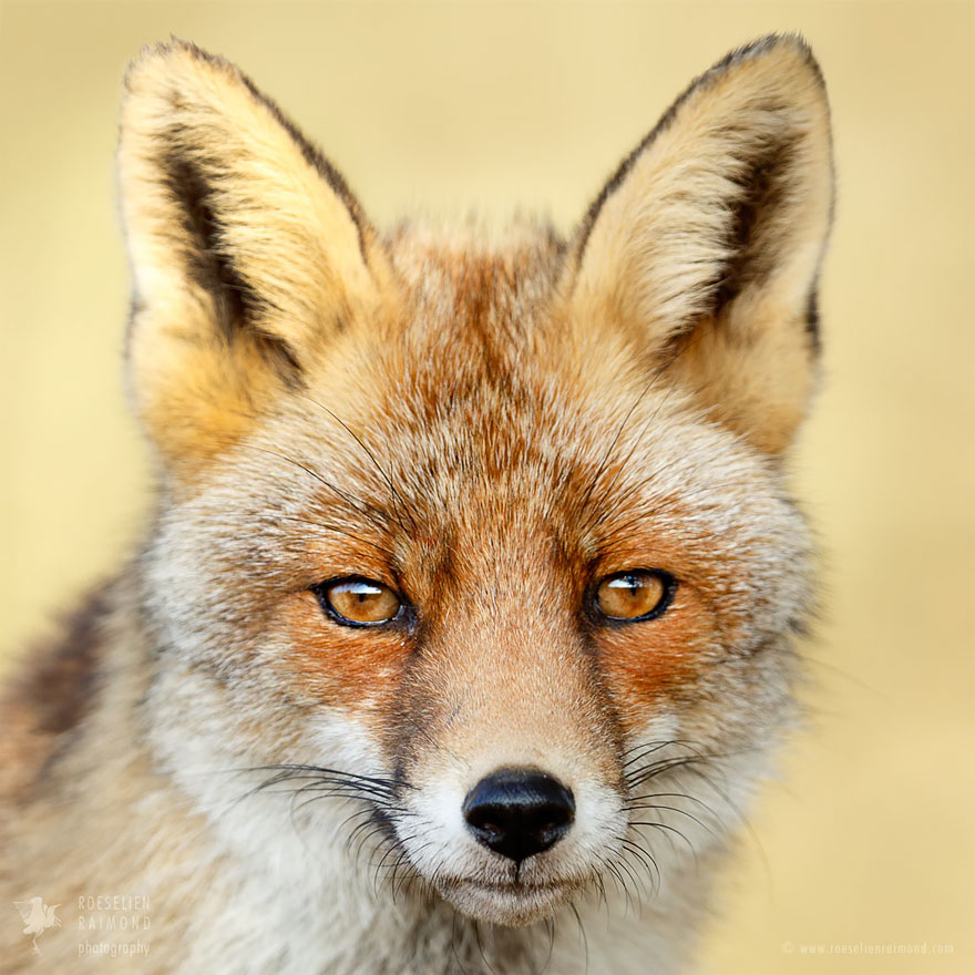 Serious Fox