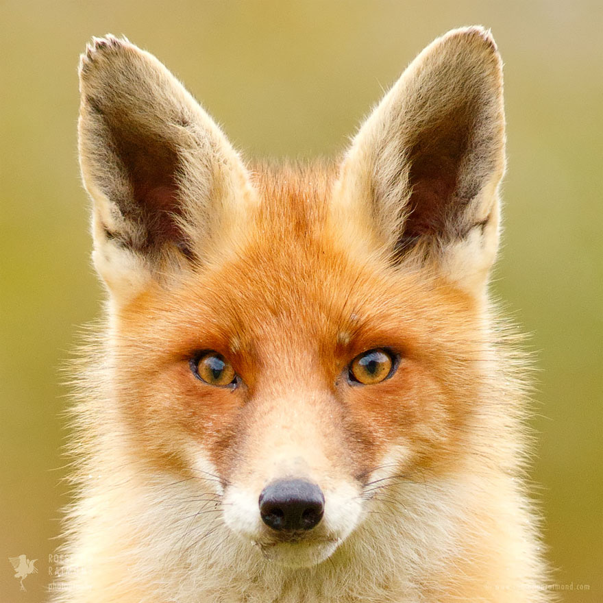 One-Of-A-Fox