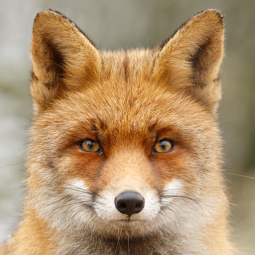Modest Fox