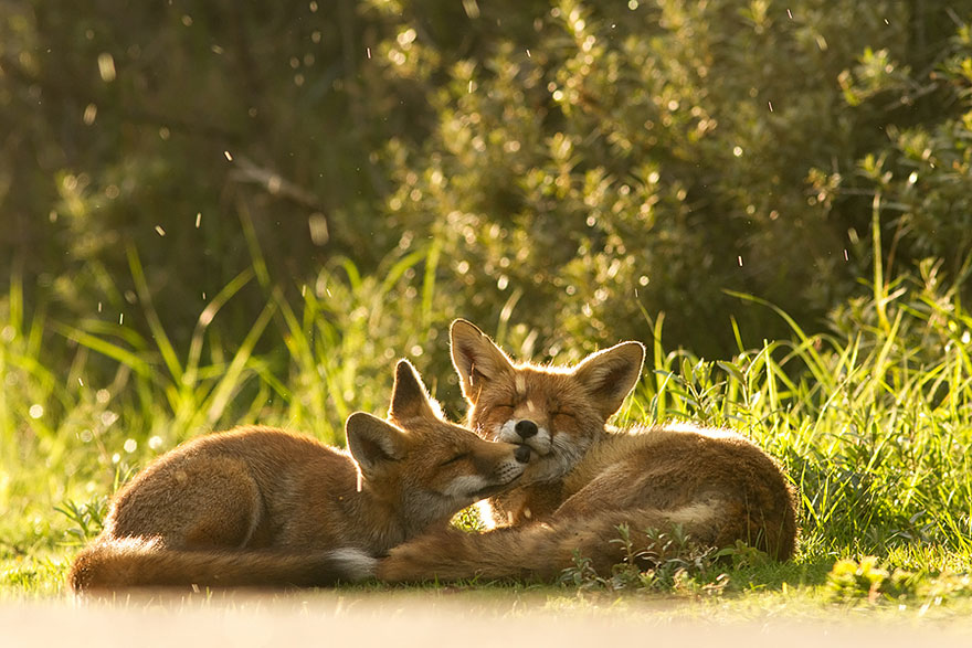 foxes-roeselien-raimon