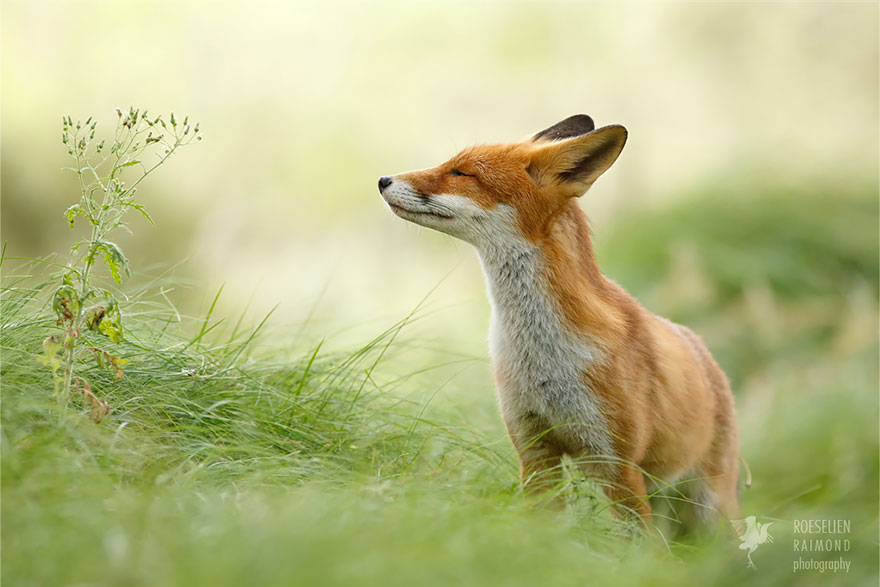 foxes-roeselien-raimond-2