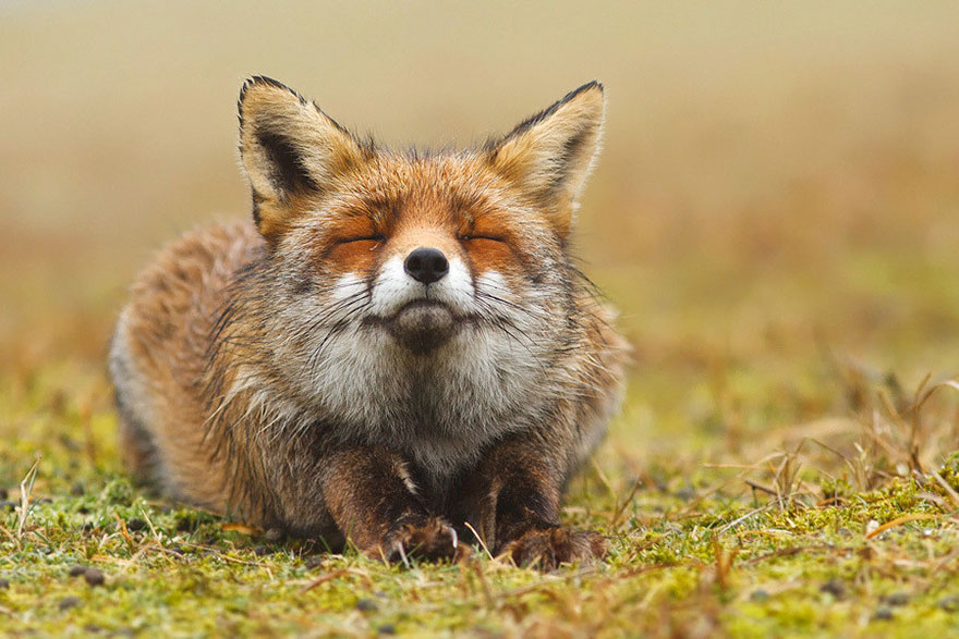 foxes-roeselien-raimond_squinting