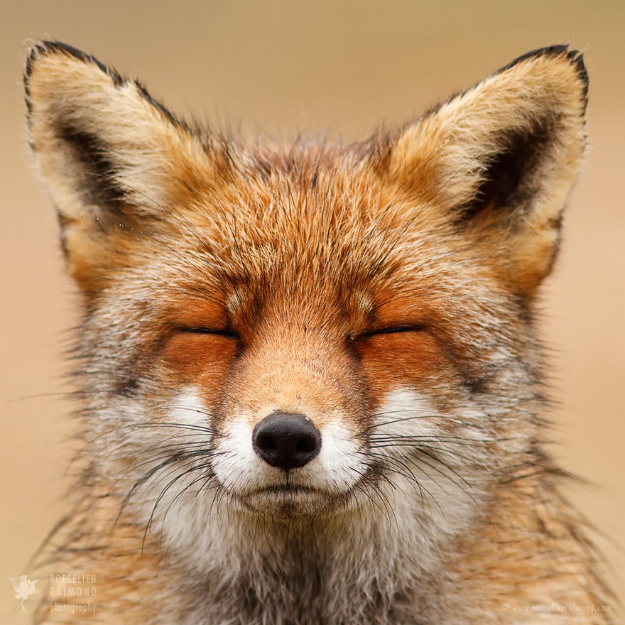 Smiling Fox