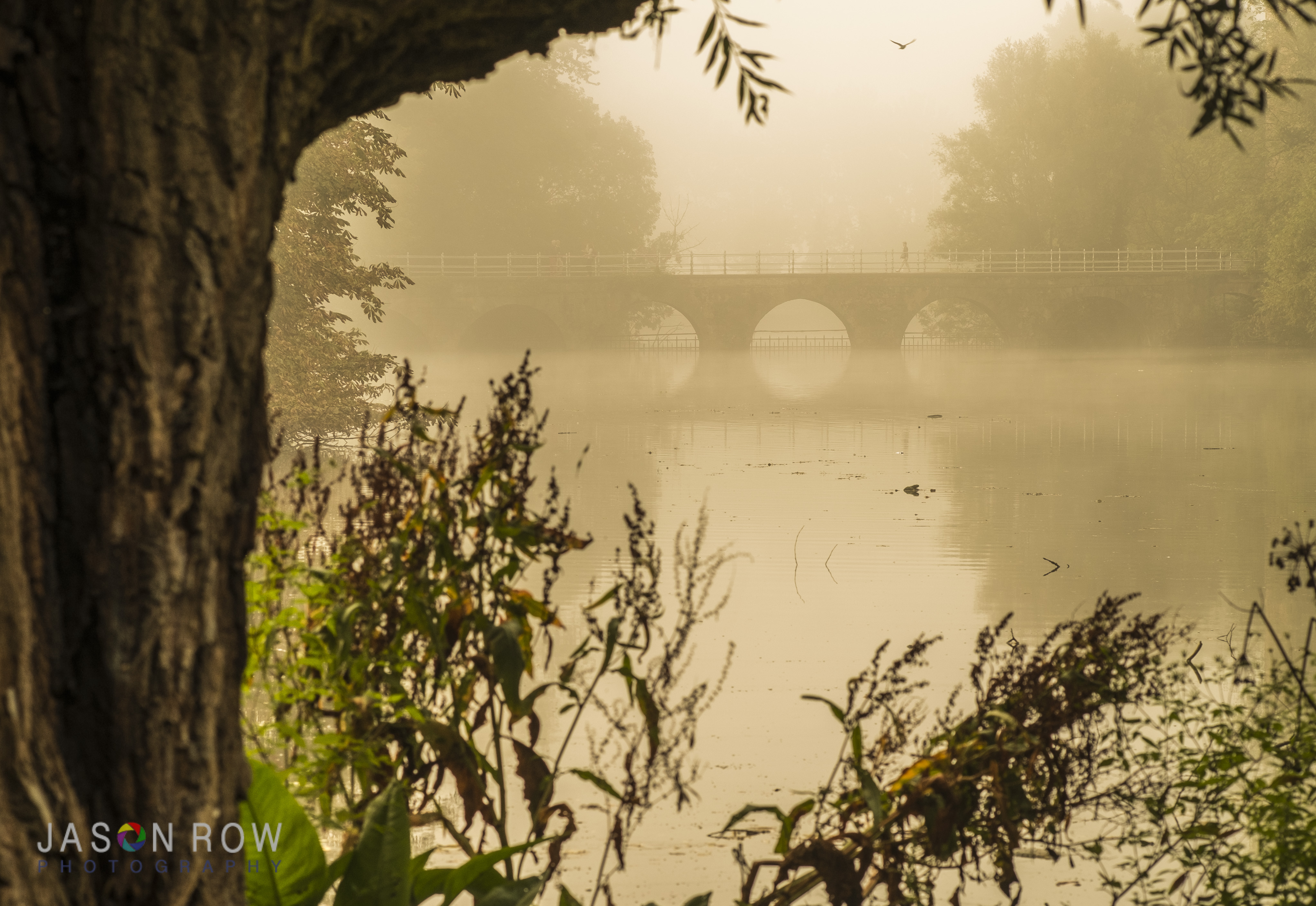 A tree as a frame on a misty morning in Bruges. By Jason Row Photography