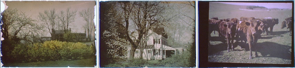 Title from left to right: House behind bare trees, Side view of a two-story house with white planking and black shutters and a porch, Herd of cattle