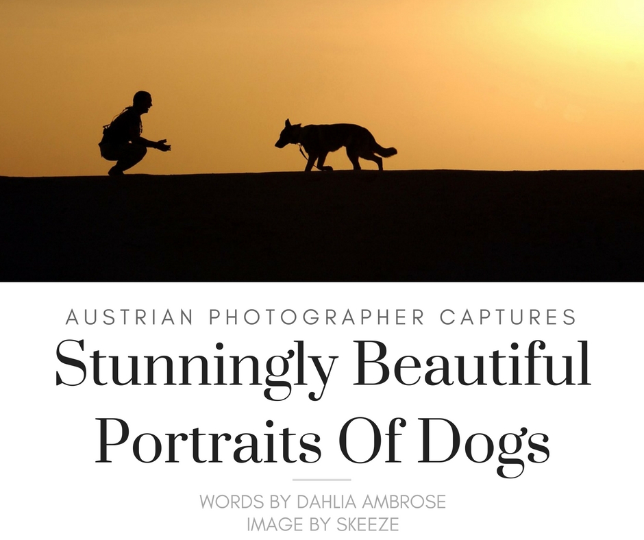 Amazing Photographs Of Dogs