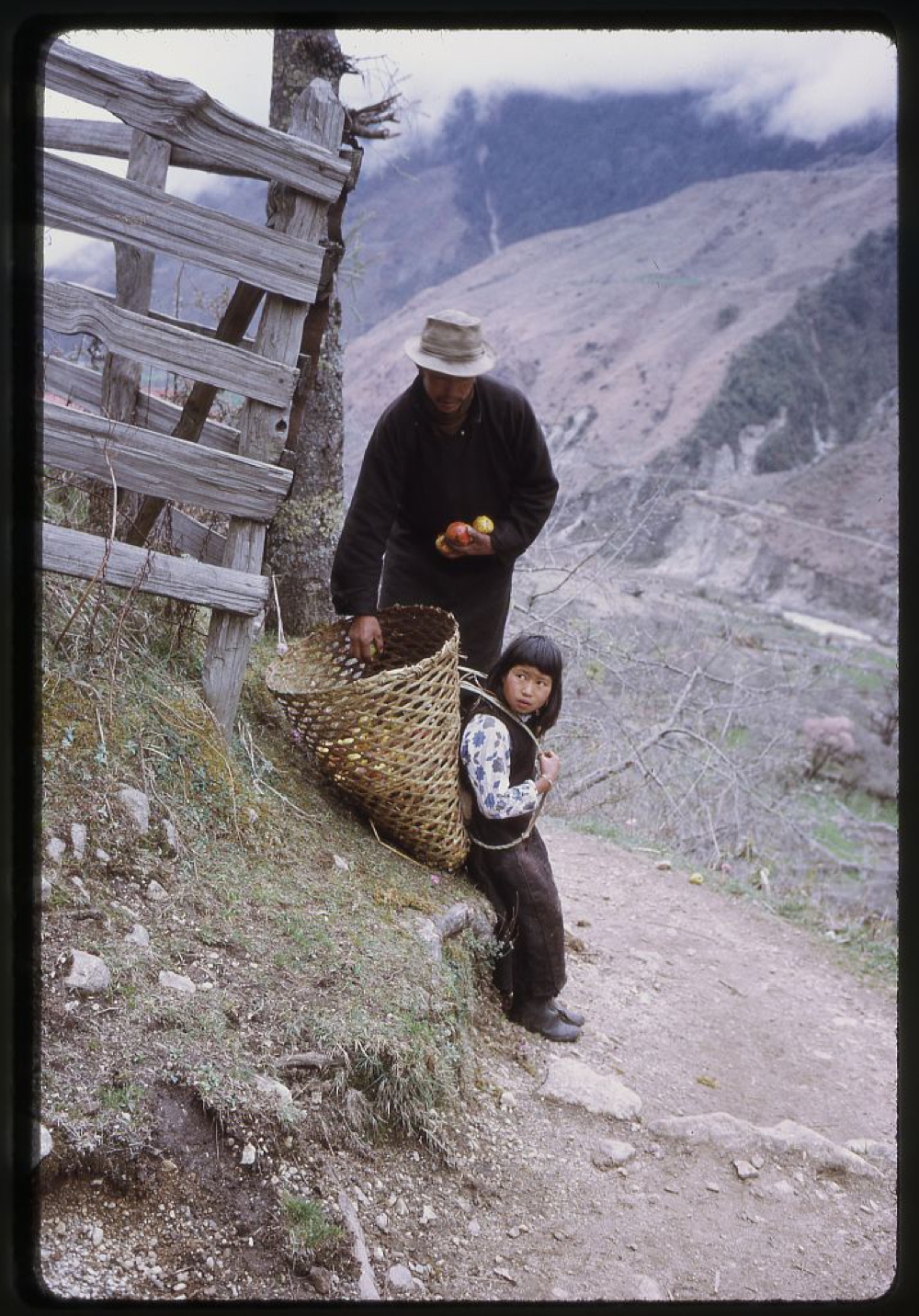 Man putting apples into basket which is on a girl's back, Lachung, Sikkim