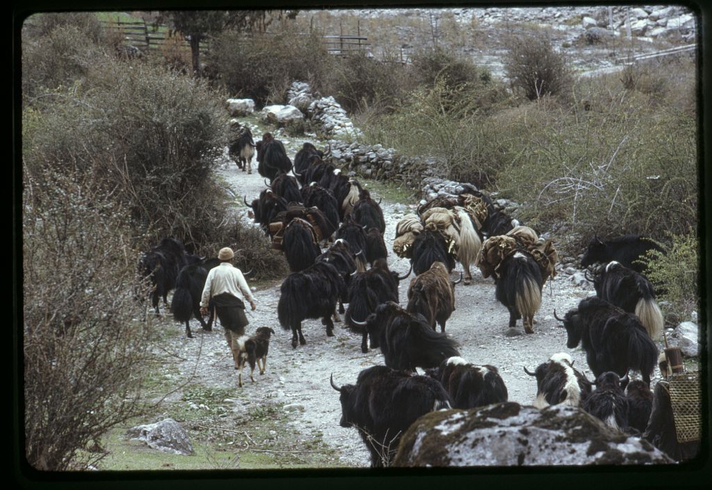 People herding yaks along a mountain path to higher grazing land, Sikkim