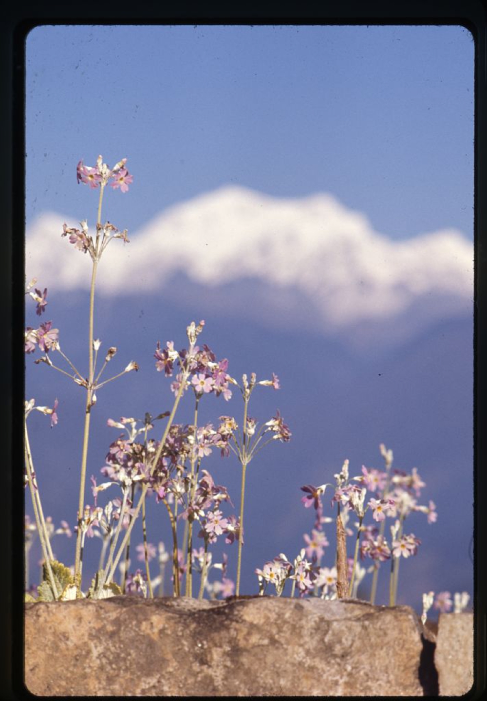 Primula flowers at Pemayangtse in western Sikkim