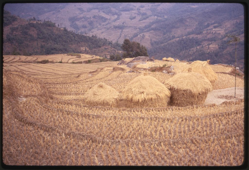 Rice terraces during dry season, Sikkim