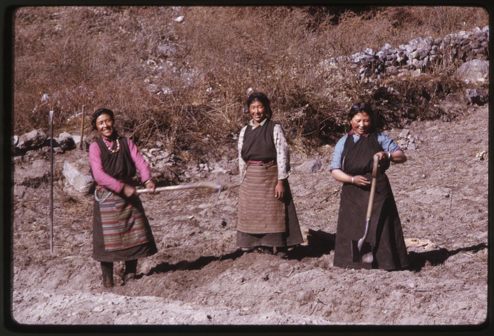 Three women standing, with farming implements in field, Lachung, Sikkim