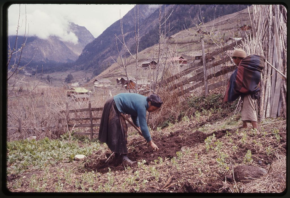 Woman and boy, members of the Jorbu family, farming in a field next to a fence, Lachung, Sikkim